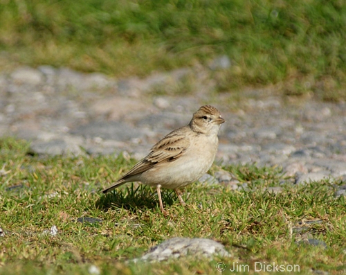 Short-toed Lark