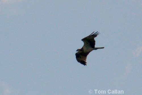 Osprey