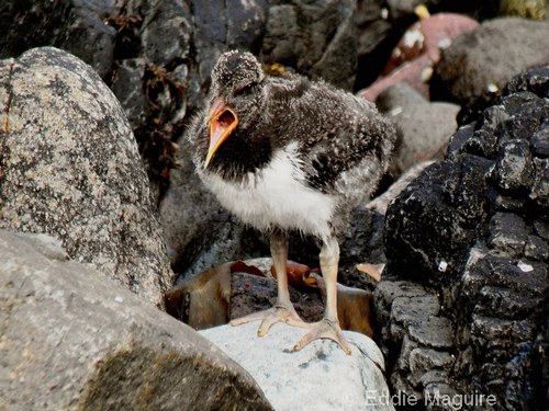 Oystercatcher chick