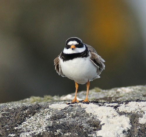 Ringed Plover