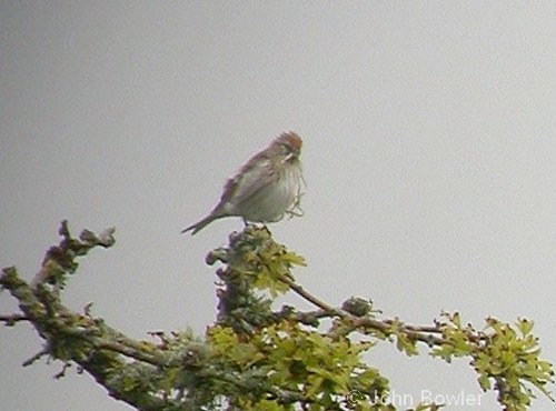 Common Redpoll