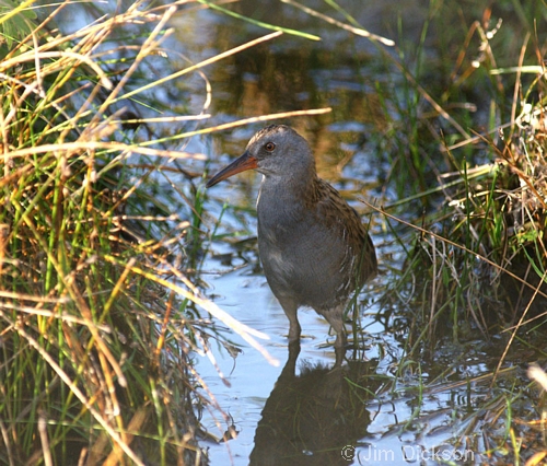 Water Rail