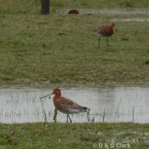 Black-tailed Godwit