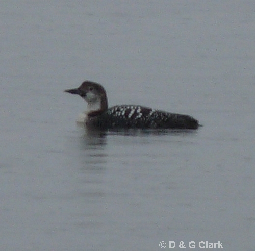 Great Northern Diver