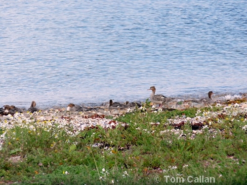 Merganser creche