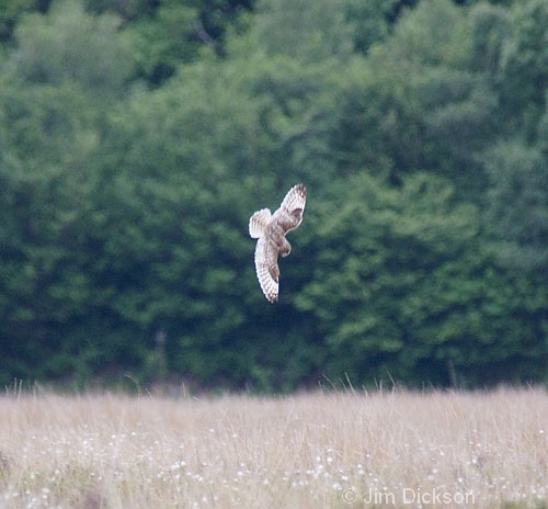 Short-eared Owl