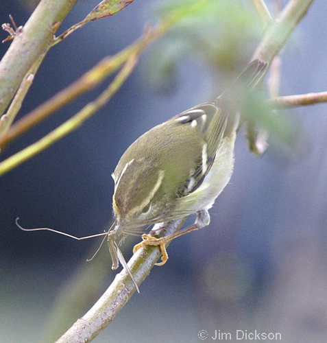 Yellow-browed Warbler