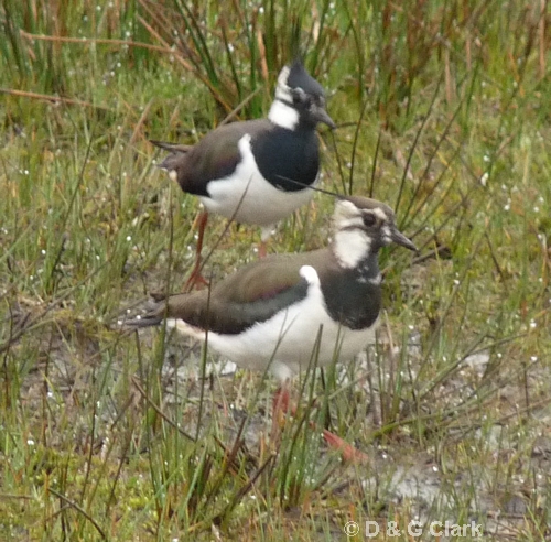 Lapwing