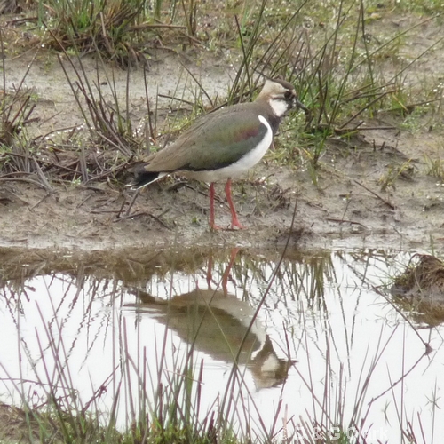 Lapwing