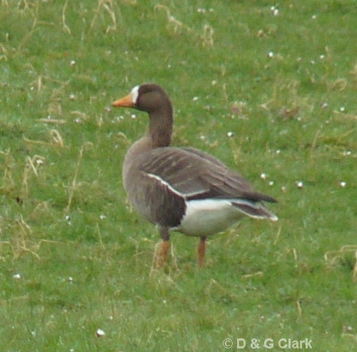 White-fronted Goose