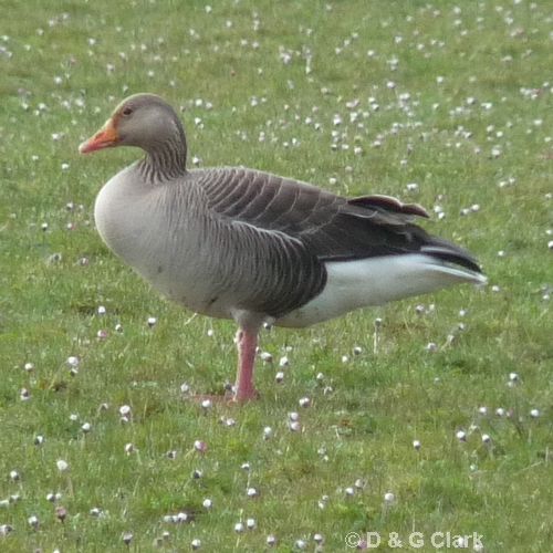 Greylag Goose