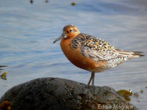 Red Knot