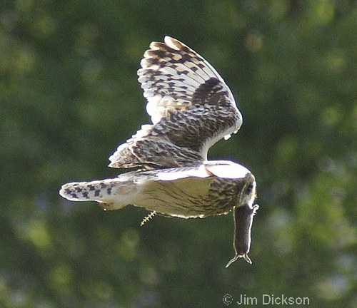 Short-eared Owl