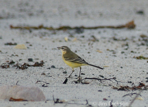 Yellow Wagtail