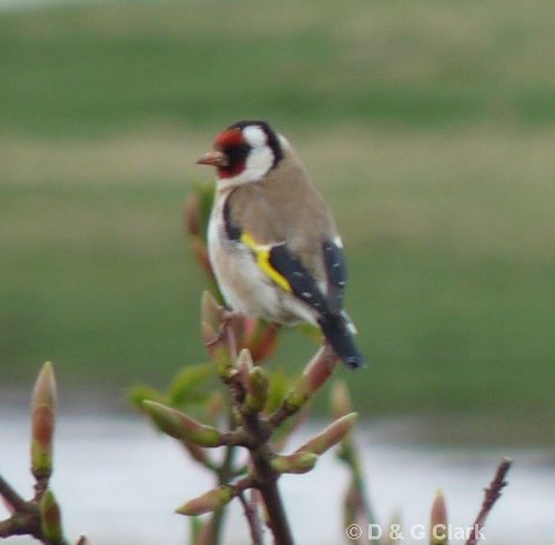 Goldfinch