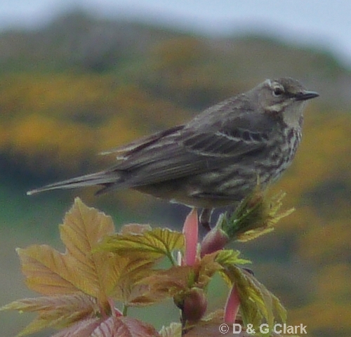 Rock Pipit