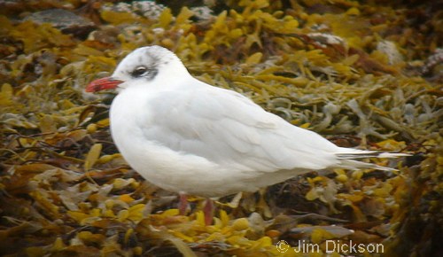 Mediterranean Gull