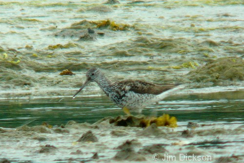 Greenshank