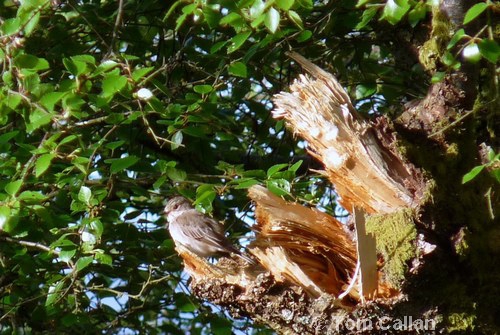 Spotted Flycatcher