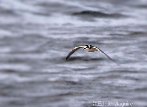 Black Tern