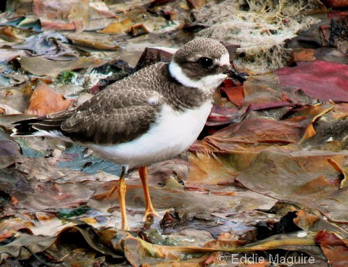 Ringed Plover (juvenile)