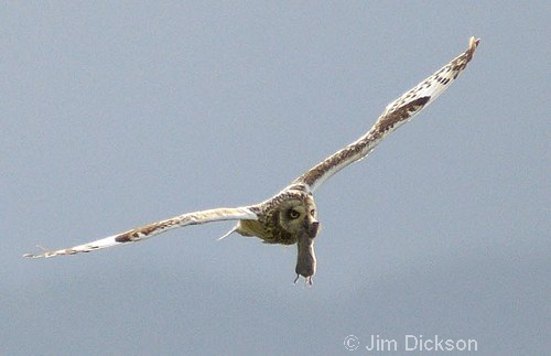 Short-eared Owl