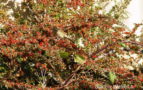 Blackcap