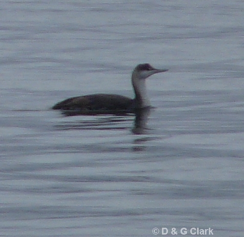 Red-throated Diver