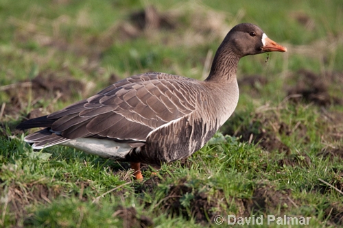 White-fronted Goose