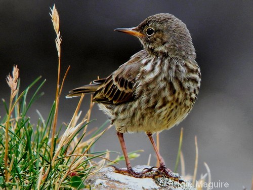 Rock Pipit (juvenile)