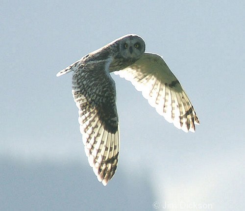 Short-eared Owl