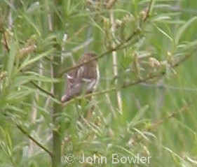 Mealy Redpolls