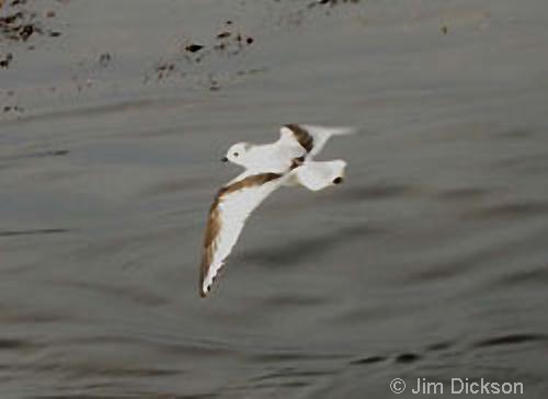 Ross's Gull