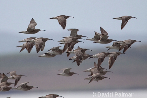 Whimbrel