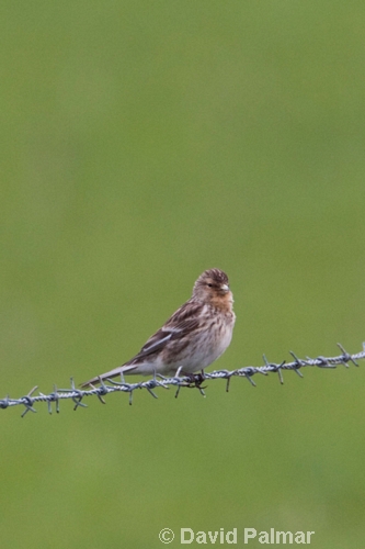 Twite