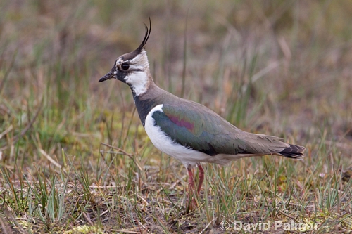 Lapwing