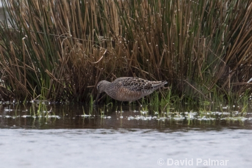 Long-billed Dowitcher