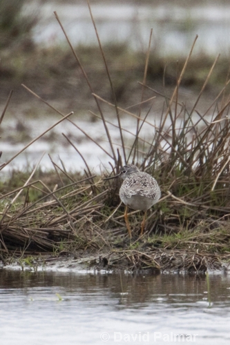 Lesser Yellowlegs