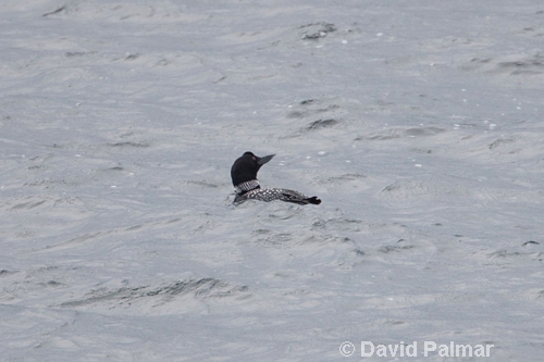 Great Northern Diver