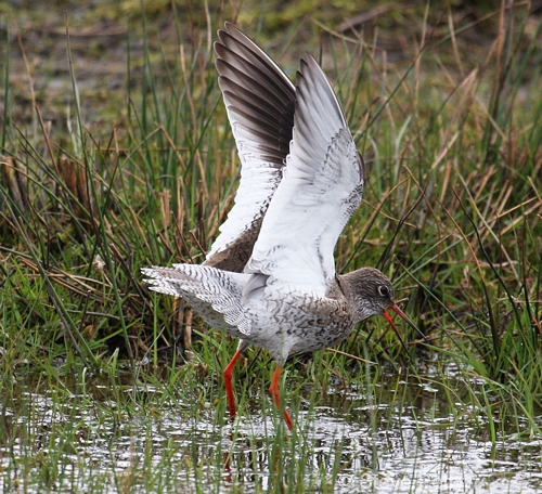 Redshank