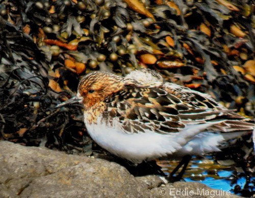 Sanderling