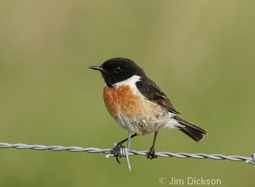 Stonechat