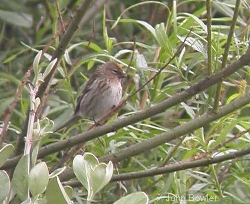 Mealy Redpolls