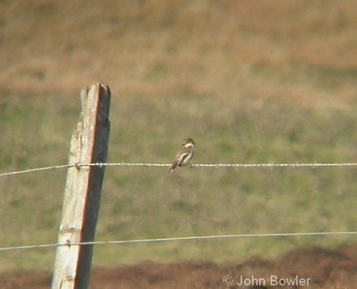 Pied Flycatcher