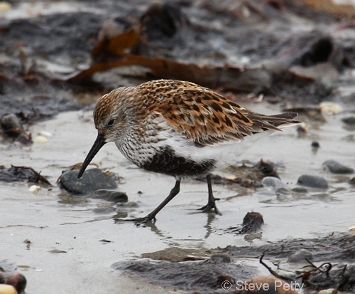 Dunlin