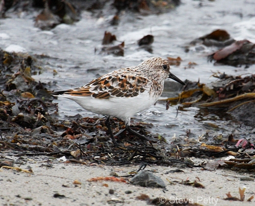 Sanderling