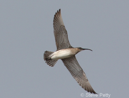 Whimbrel