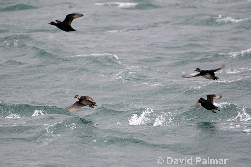 Common Scoter