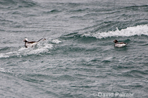 Long-tailed Ducks