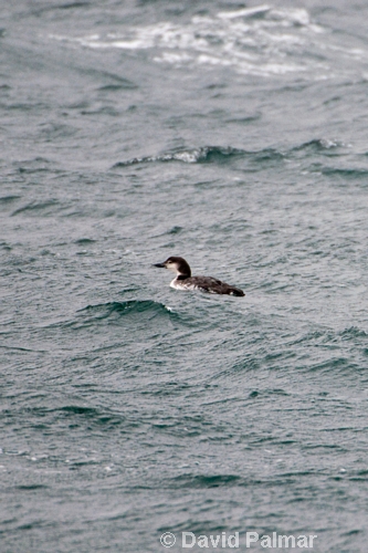 Great Northern Diver